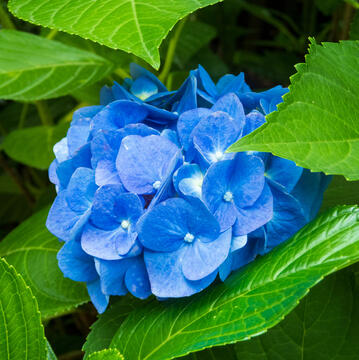 Hydrangea (Stems)