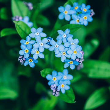 Forget Me Not (Stems)
