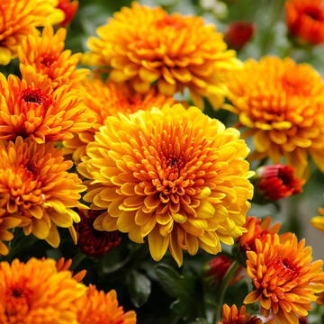 Chrysanthemum