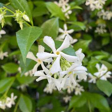 Star Jasmine (w/ tippy)