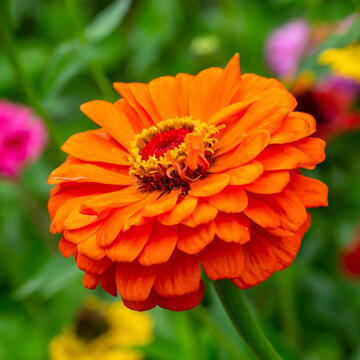 Zinnia (w/ Devath)