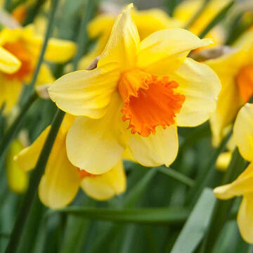 Daffodil (w/ JLYELI)